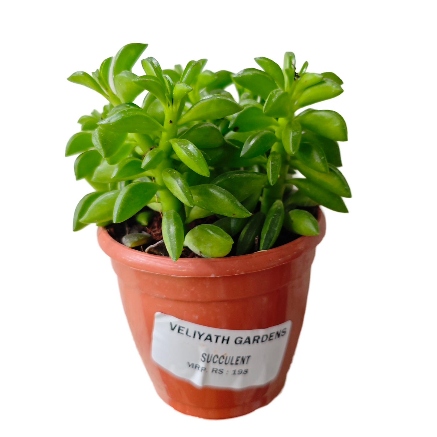 Taco Leaf Peperomia Live Plant (Peperomia nivalis )