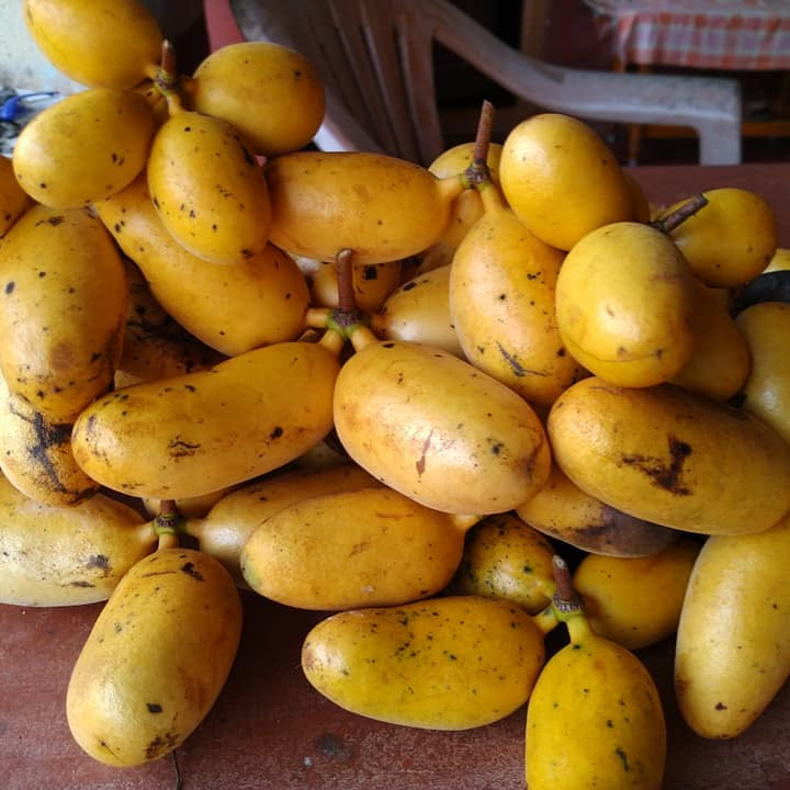 Pepisangan Live Plant (Annona Sp)