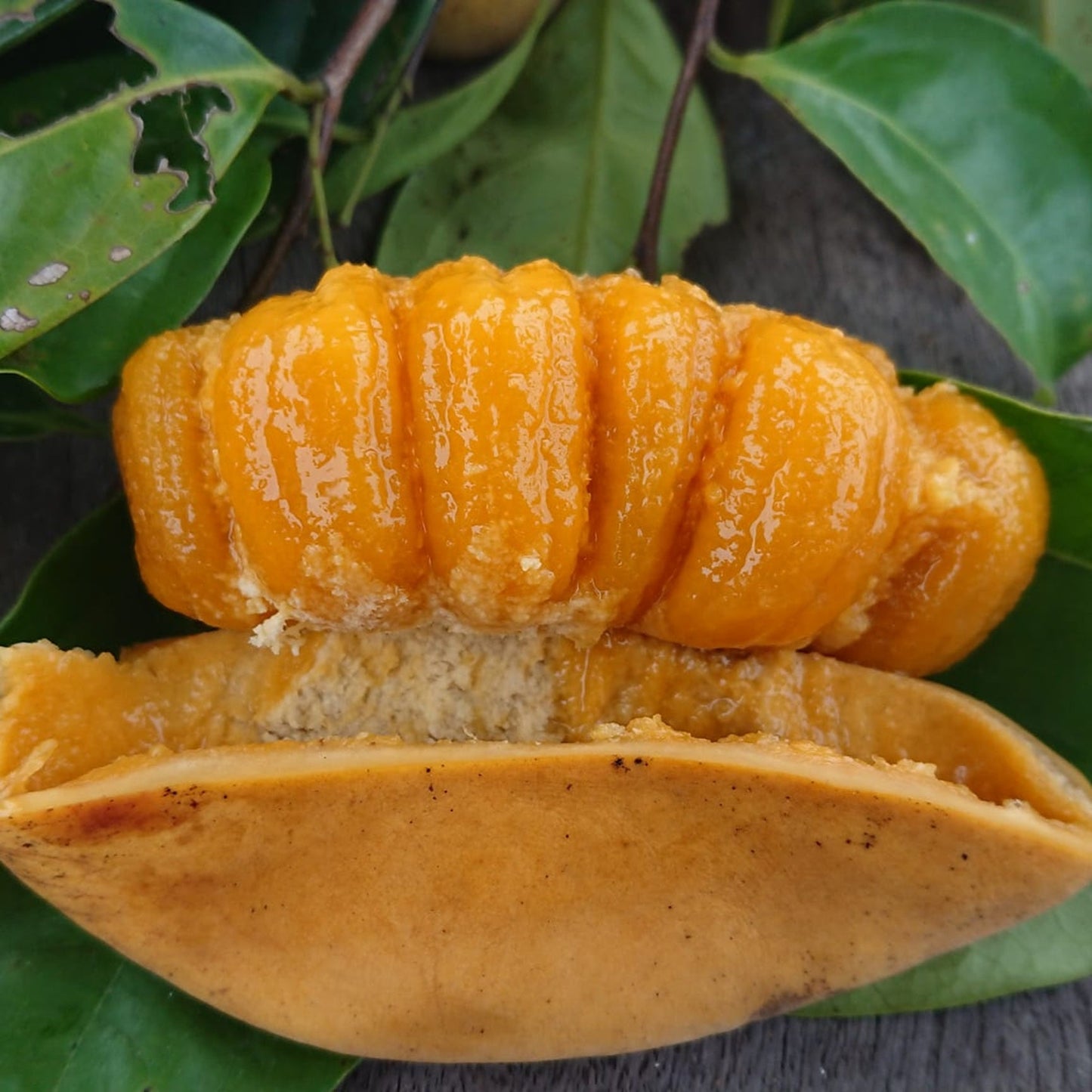 Pepisangan Live Plant (Annona Sp)