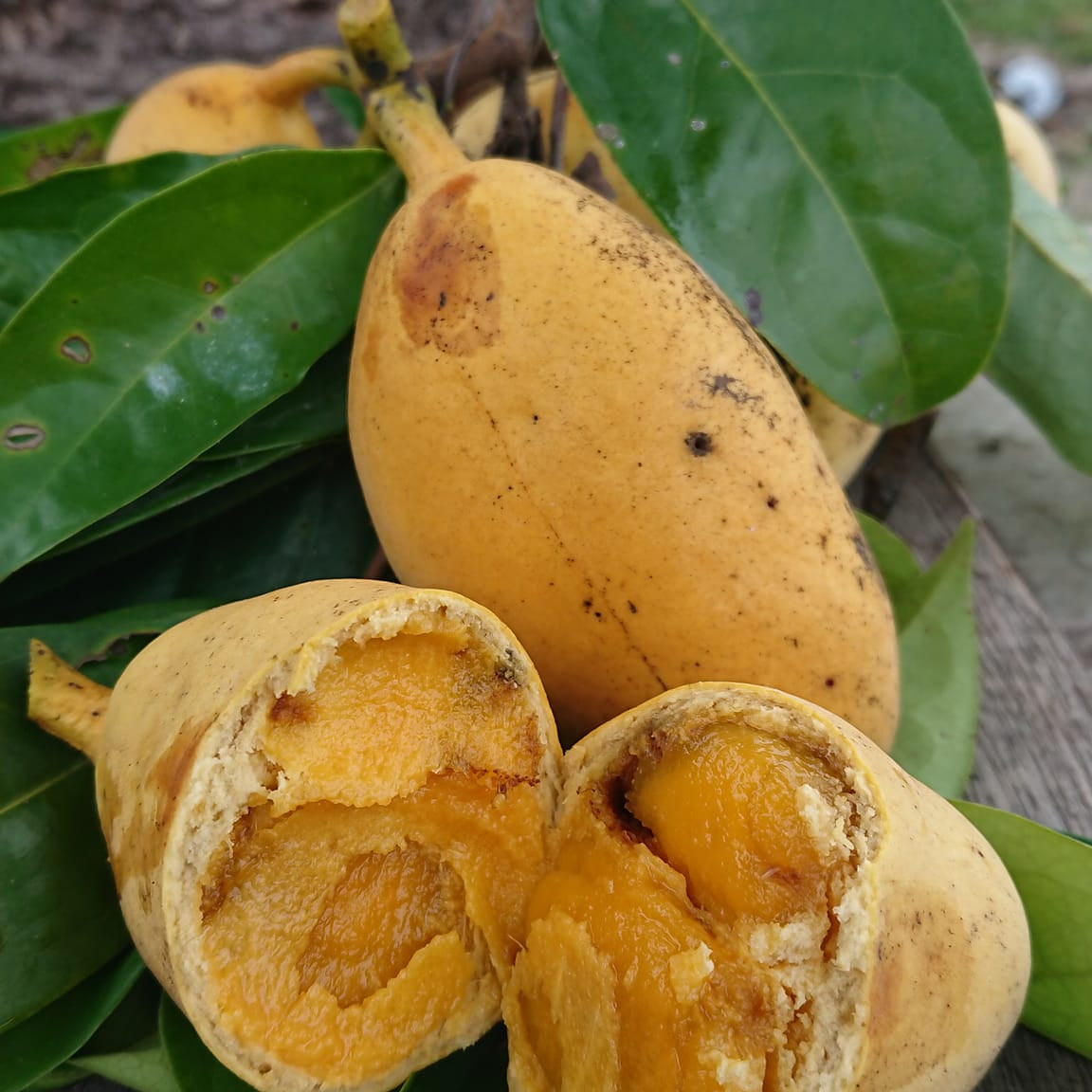 Pepisangan Live Plant (Annona Sp)