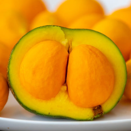 Pequi Live Plant (Caryocar brasiliense)