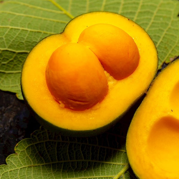 Pequi Live Plant (Caryocar brasiliense)