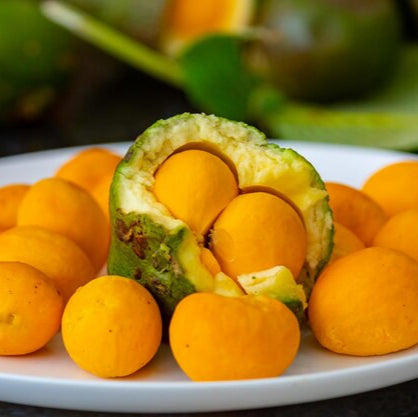 Pequi Live Plant (Caryocar brasiliense)