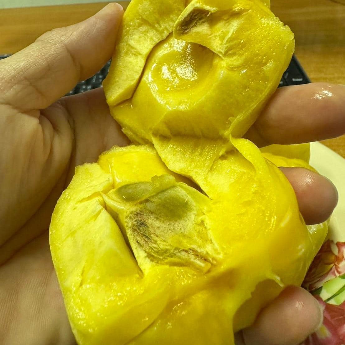 Phet Damrong" Jack Live Plant (Artocarpus heterophyllus)