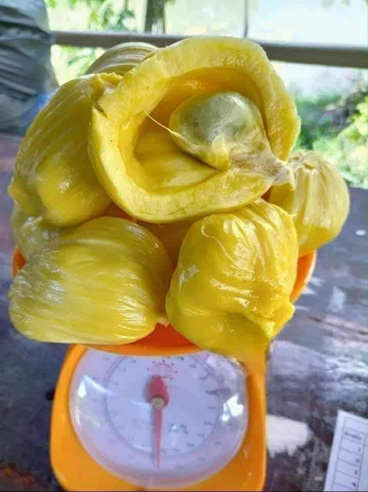 Phet Damrong" Jack Live Plant (Artocarpus heterophyllus)