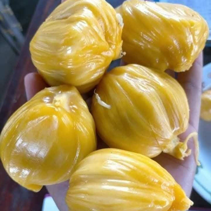 Phet Damrong" Jack Live Plant (Artocarpus heterophyllus)