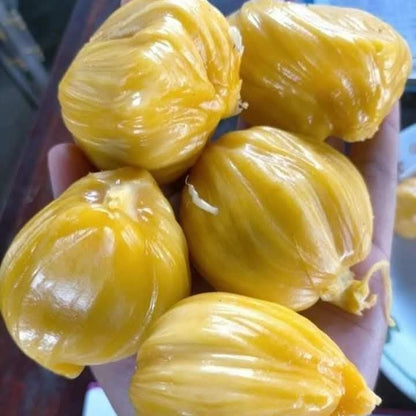 Phet Damrong" Jack Live Plant (Artocarpus heterophyllus)