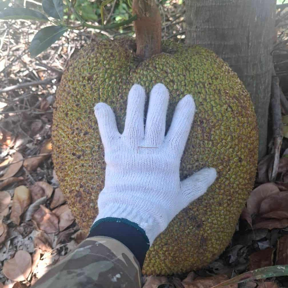 Phet Damrong" Jack Live Plant (Artocarpus heterophyllus)