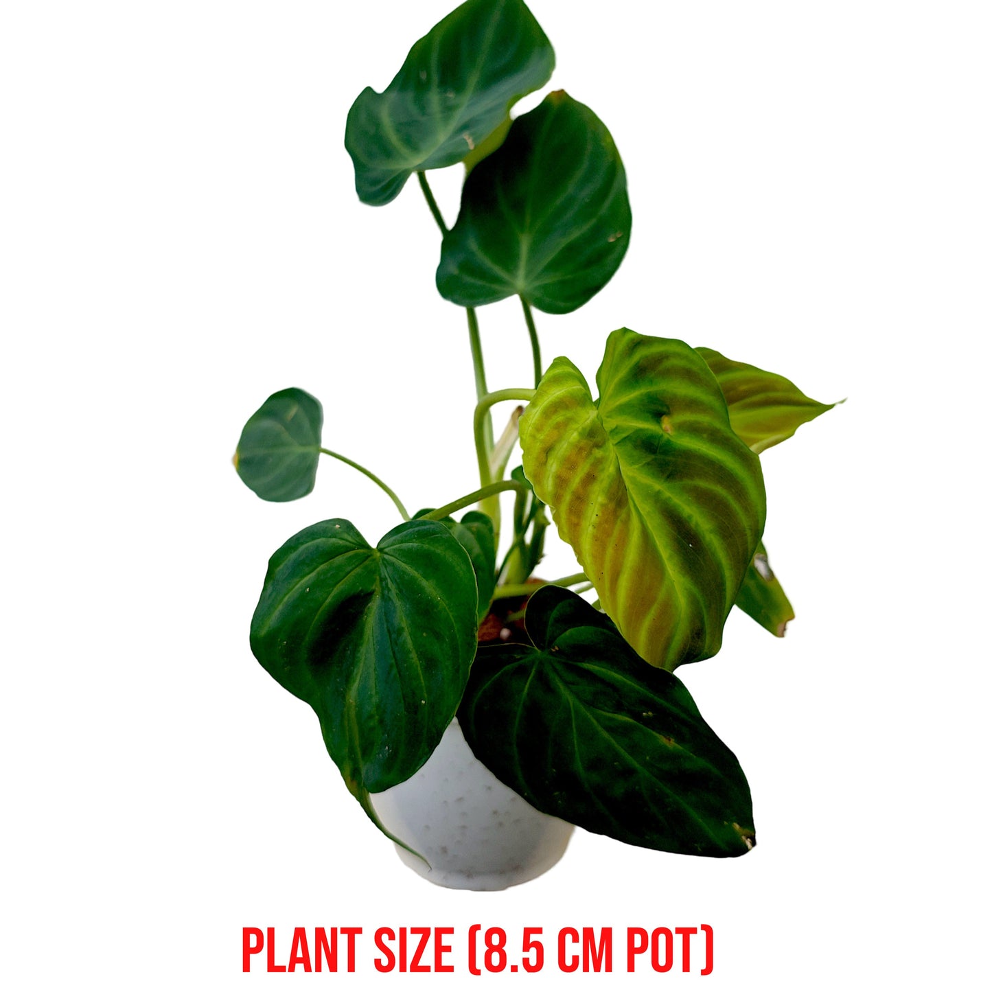 philodendron kerala Philodendron Verrucosum Live Plant – veliyathgardens