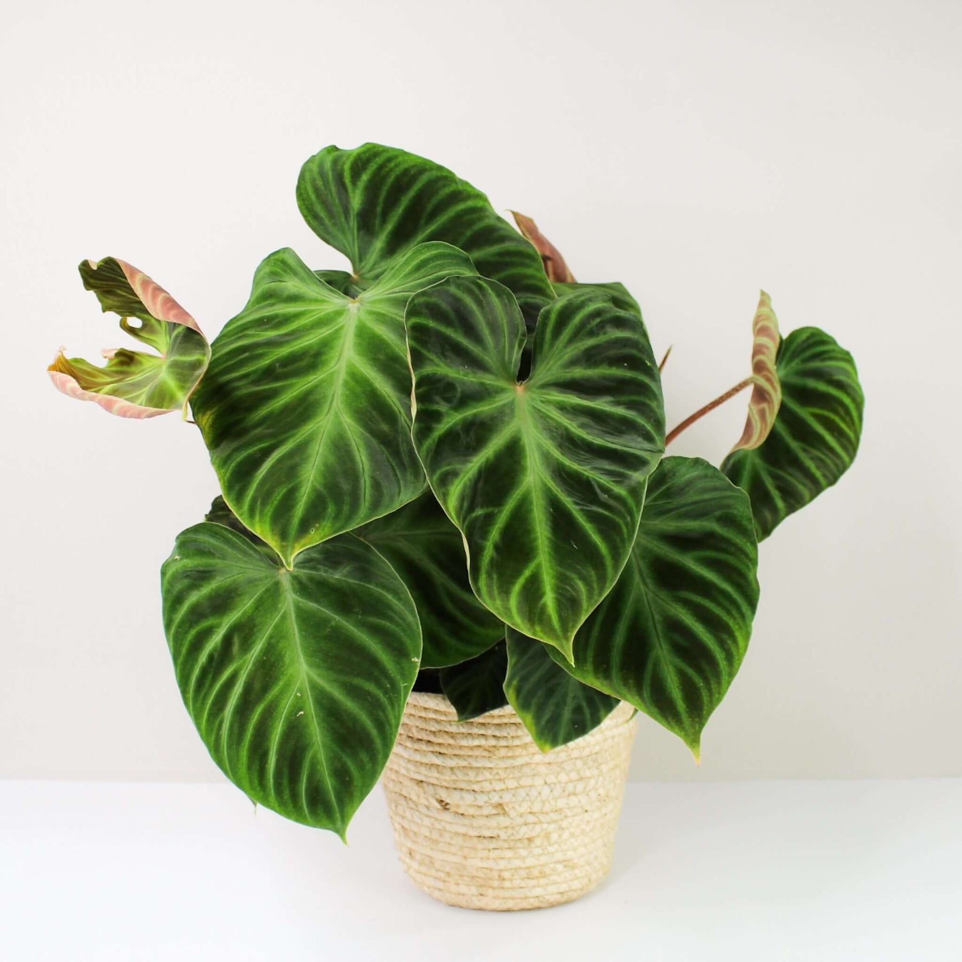 philodendron kerala Philodendron Verrucosum Live Plant – veliyathgardens
