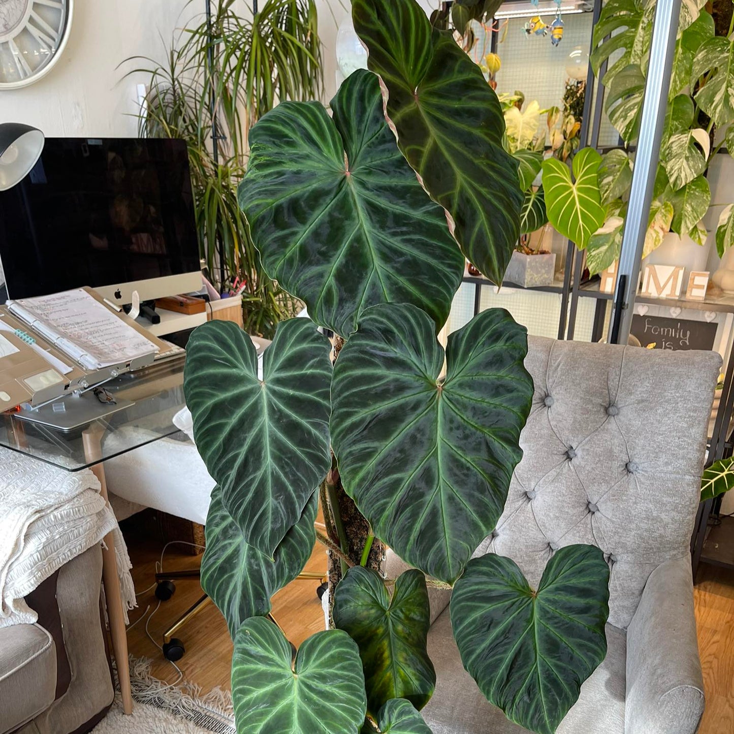 philodendron verrucosum indoor Philodendron Verrucosum Live Plant – veliyathgardens