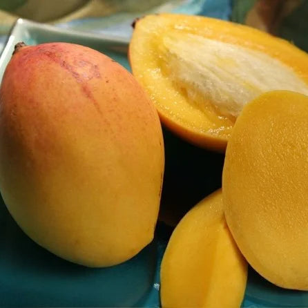 Pickering Mango Live Plant (Mangifera indica)