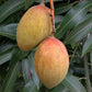 Pickering Mango Live Plant (Mangifera indica)