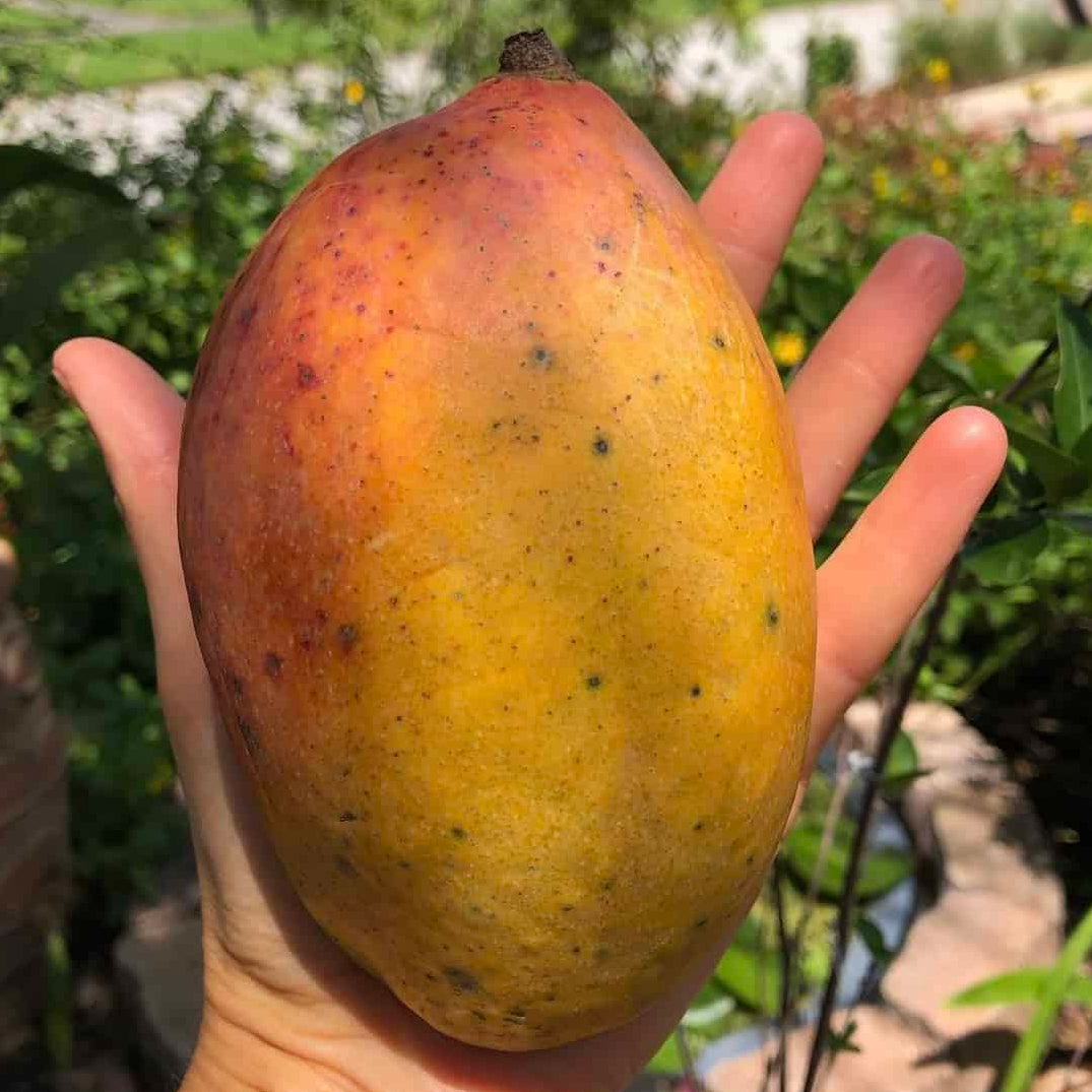 Pickering Mango Live Plant (Mangifera indica)