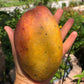 Pickering Mango Live Plant (Mangifera indica)