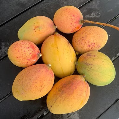 Pickering Mango Live Plant (Mangifera indica)