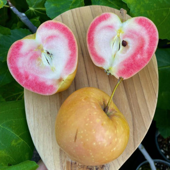 Pink Pearl Apple LIve Plant