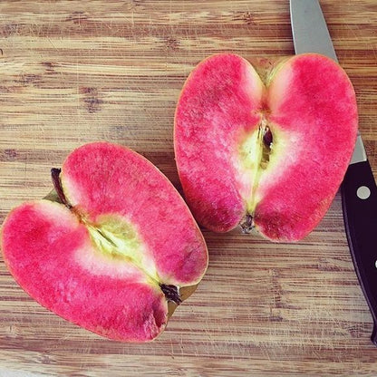 Pink Pearl Apple LIve Plant