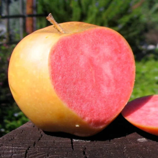 Pink Pearl Apple LIve Plant