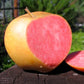 Pink Pearl Apple LIve Plant