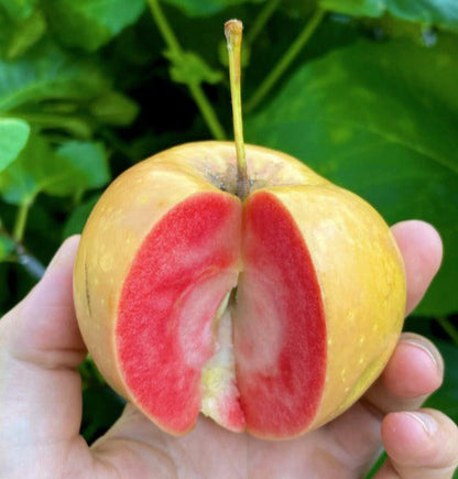 Pink Pearl Apple LIve Plant
