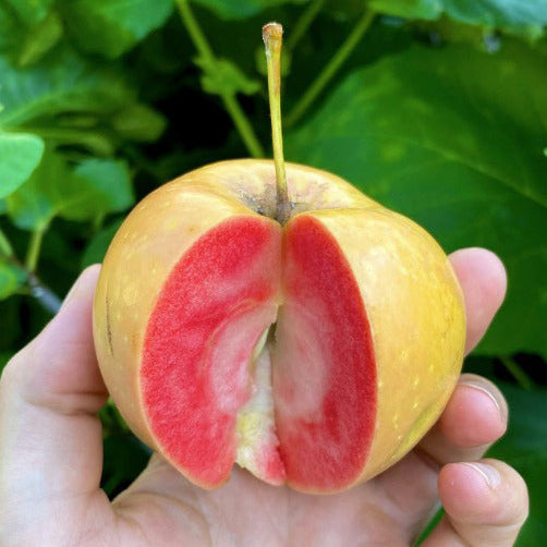 Pink Pearl Apple LIve Plant