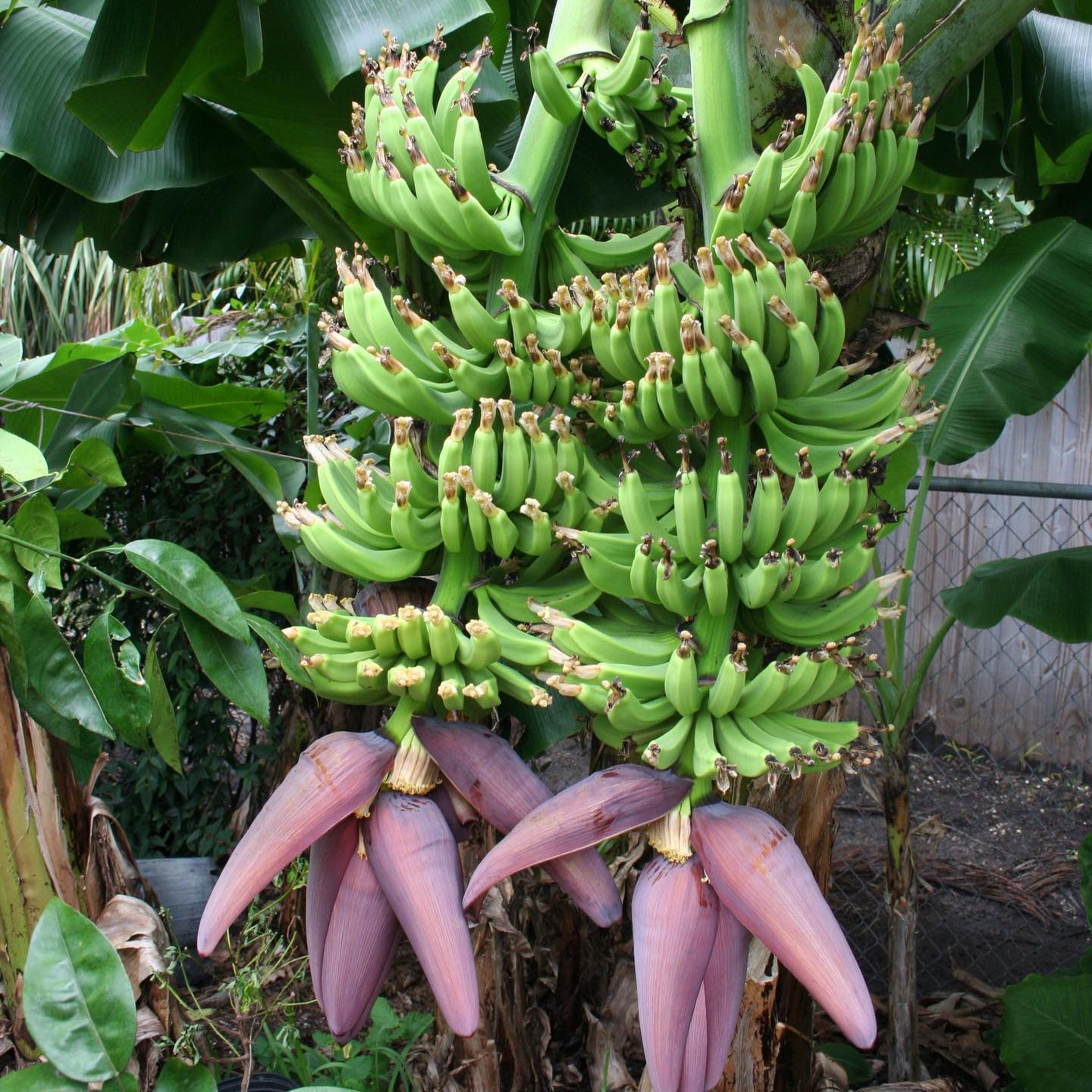 Double Mahoi Banana (Musa acuminata) Live Plant – veliyathgardens