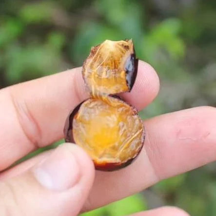 Pitanga de Cachorro (Neomitranthes obscura)