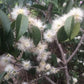 Pitanga de Cachorro (Neomitranthes obscura)