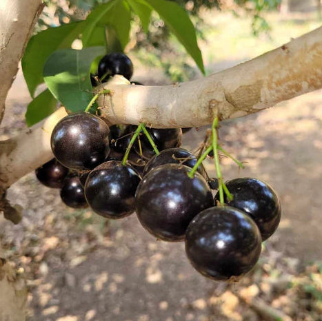 Cabinho Café Ipuiúna Jaboticaba Fruit Plant (Plinia Trunciflora "Cabinho Café Ipuiúna")