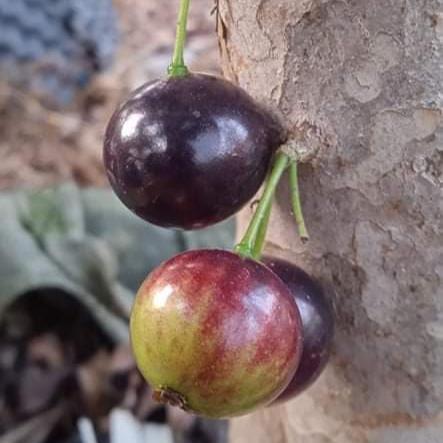 Cabinho Café Ipuiúna Jaboticaba Fruit Plant (Plinia Trunciflora "Cabinho Café Ipuiúna")