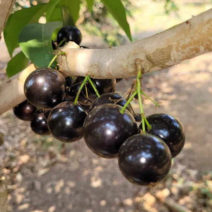 Cabinho Café Ipuiúna Jaboticaba Fruit Plant (Plinia Trunciflora "Cabinho Café Ipuiúna")