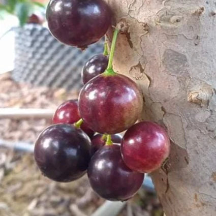 Cabinho Café Ipuiúna Jaboticaba Fruit Plant (Plinia Trunciflora "Cabinho Café Ipuiúna")