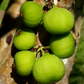 Plinia Aureana Lemon Grass - Jaboticaba Live Plants