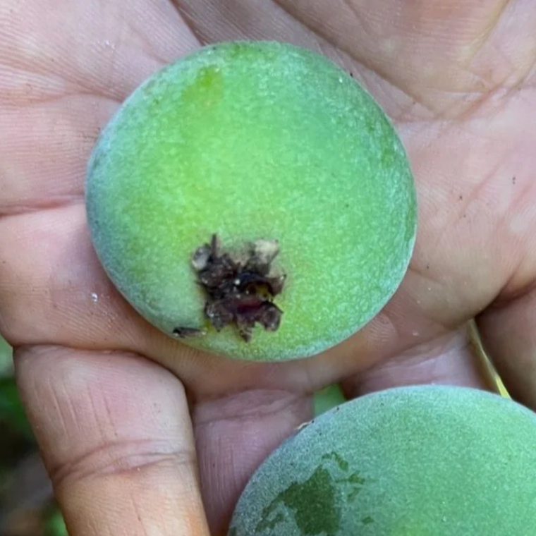 Plinia longiacuminata Live Plant