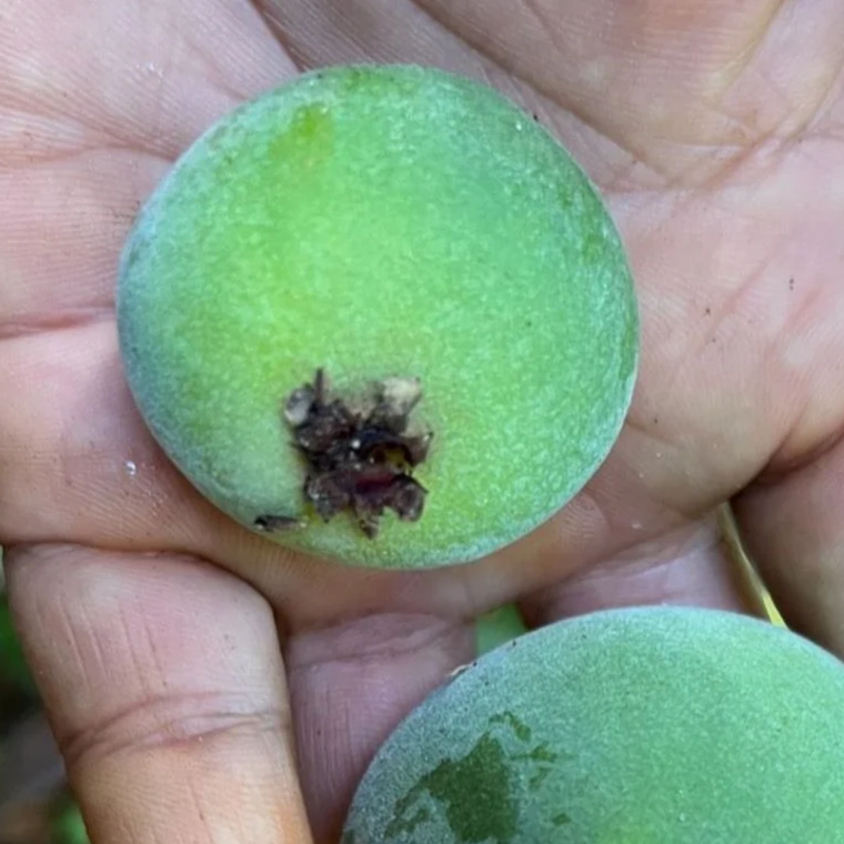 Plinia longiacuminata Live Plant