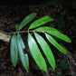 Plinia longiacuminata Live Plant