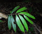 Plinia longiacuminata Live Plant