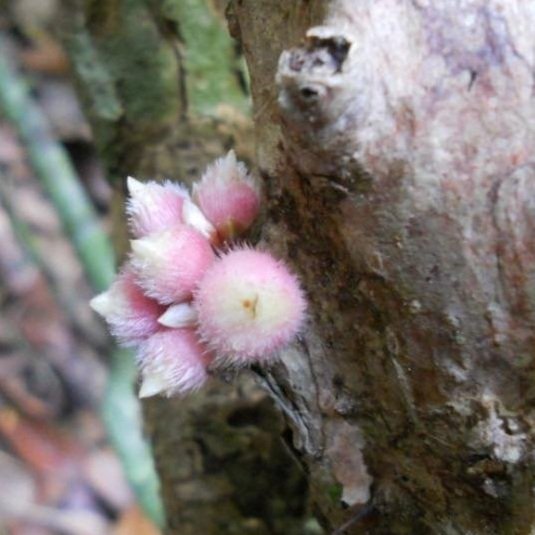 Plinia longiacuminata Live Plant