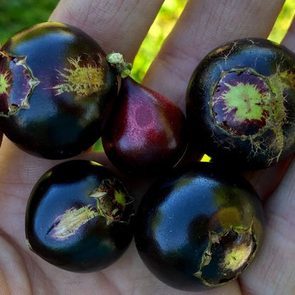 Crowned Jaboticaba Fruit Plant (Plinia Coronata)