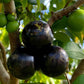 Crowned Jaboticaba Fruit Plant (Plinia Coronata)
