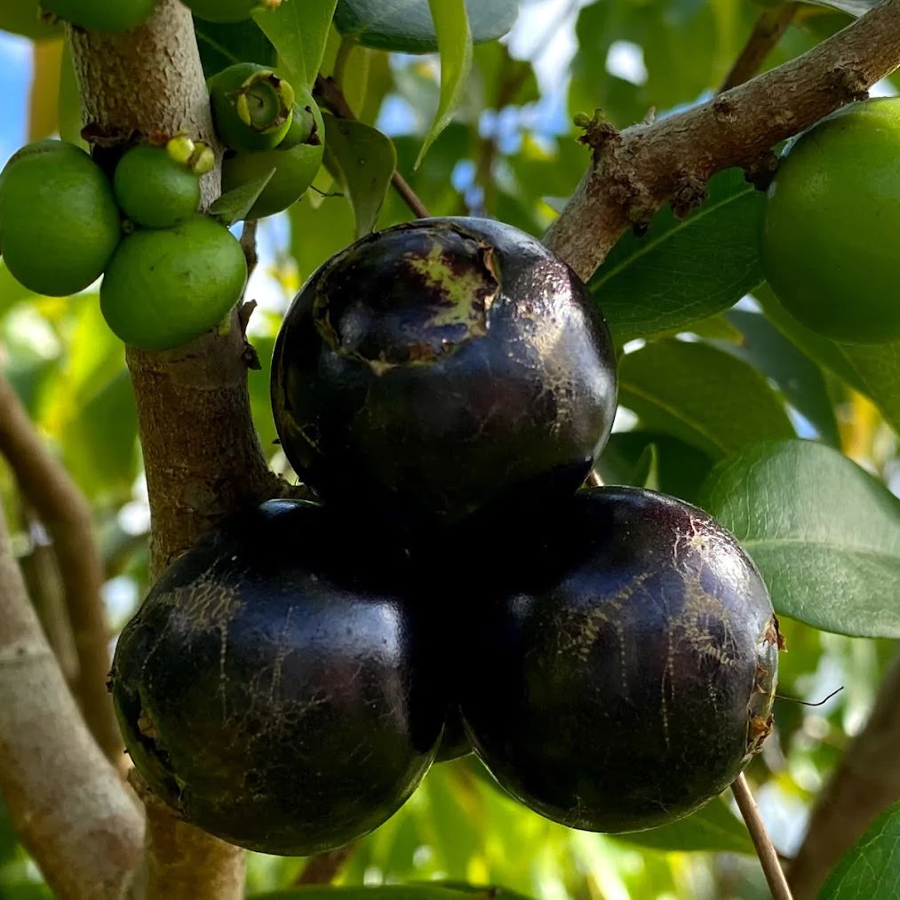 Crowned Jaboticaba Fruit Plant (Plinia Coronata)