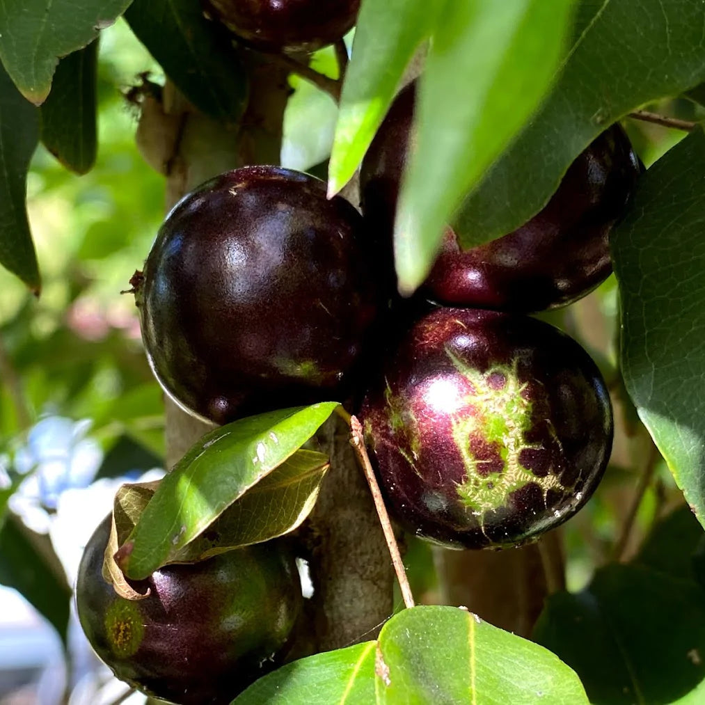 Crowned Jaboticaba Fruit Plant (Plinia Coronata)