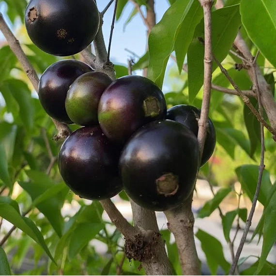 Crowned Jaboticaba Fruit Plant (Plinia Coronata)