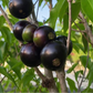 Crowned Jaboticaba Fruit Plant (Plinia Coronata)