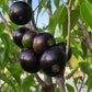 Crowned Jaboticaba Fruit Plant (Plinia Coronata)
