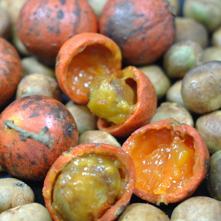 Plinia renatiana Live Plant