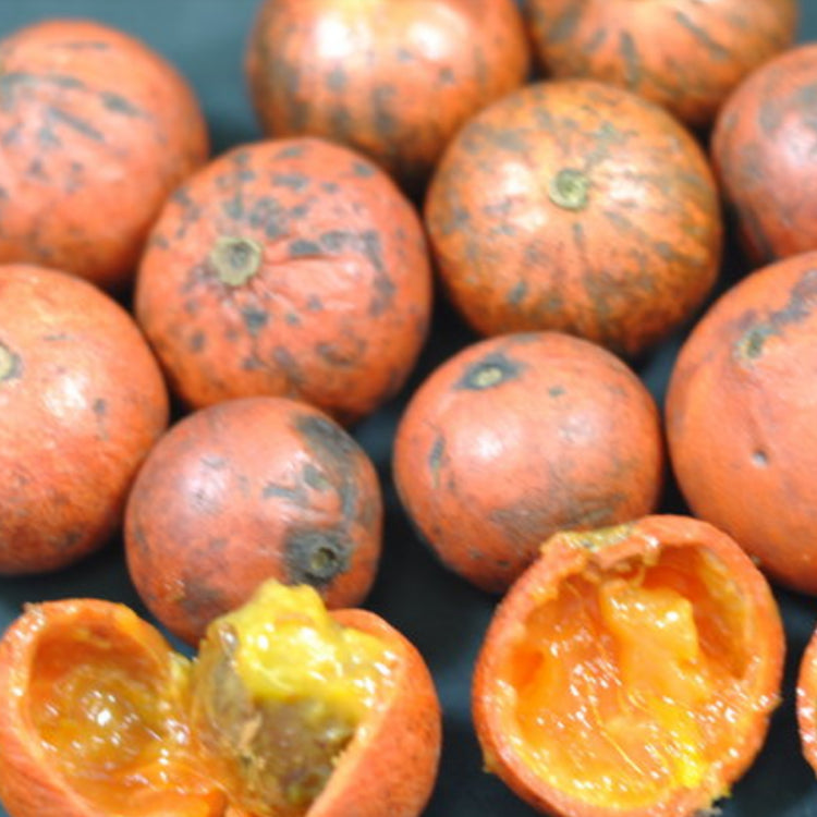 Plinia renatiana Live Plant