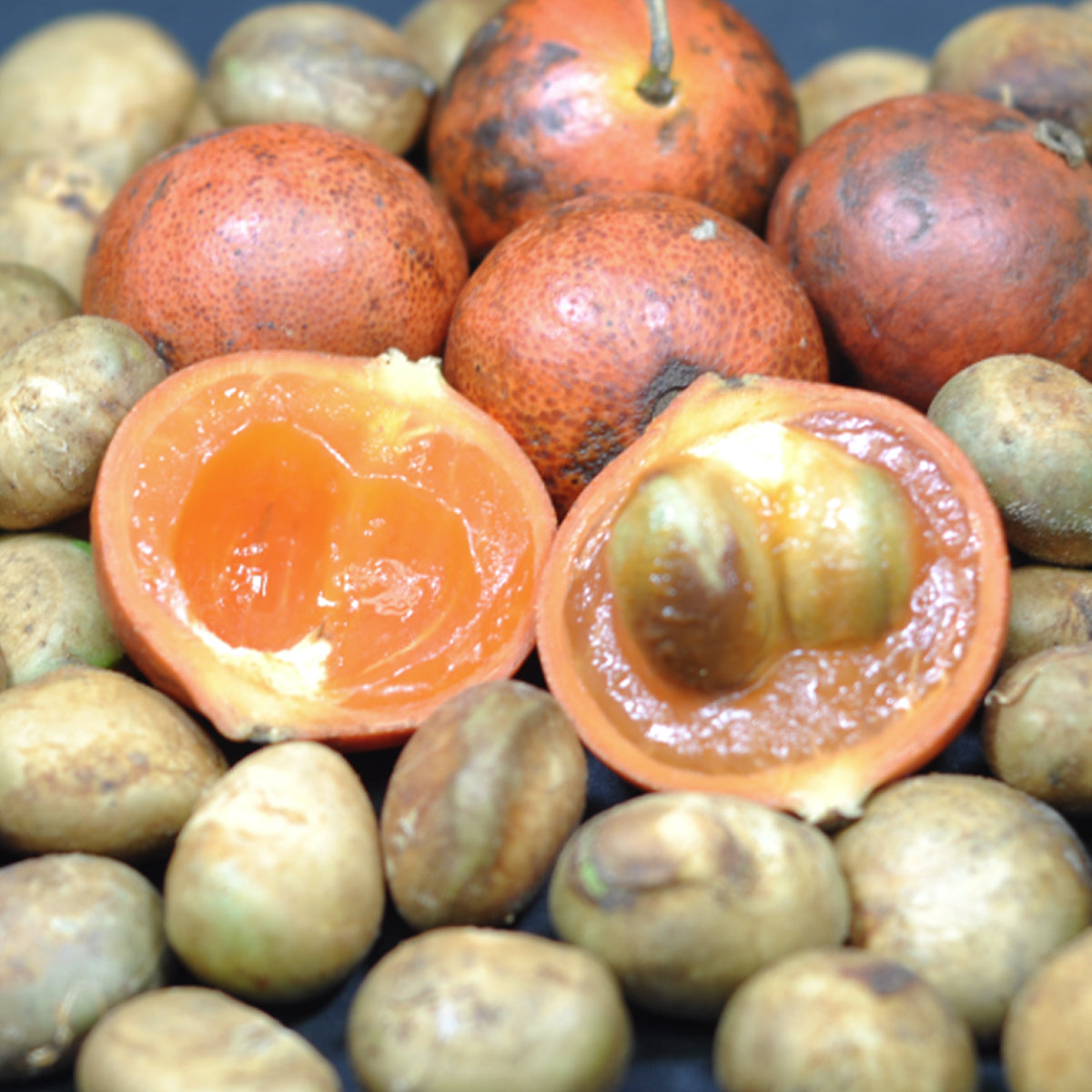 Plinia renatiana Live Plant