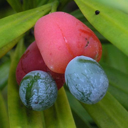 Yew Plum Pine Live Plant (Podocarpus macrophyllus)